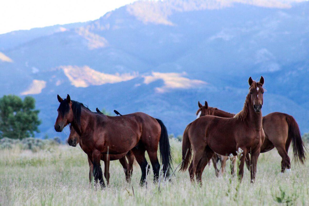wildhorses4you's tweet image. “Our prime purpose in this life is to help others. And if you can’t help them, at least don’t hurt them.”
~Dalai Lama