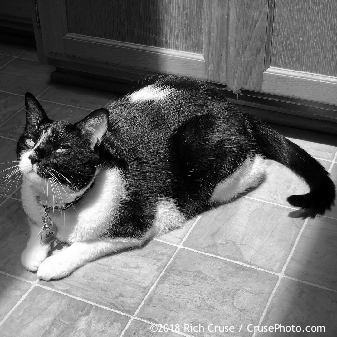 RichOnOWN's tweet photo. Good Morning @TibstheCat ! Happy #SuperSoulSunday! #StandInYourLight @3LWTV @Oprah https://t.co/qgVxoDM4XF