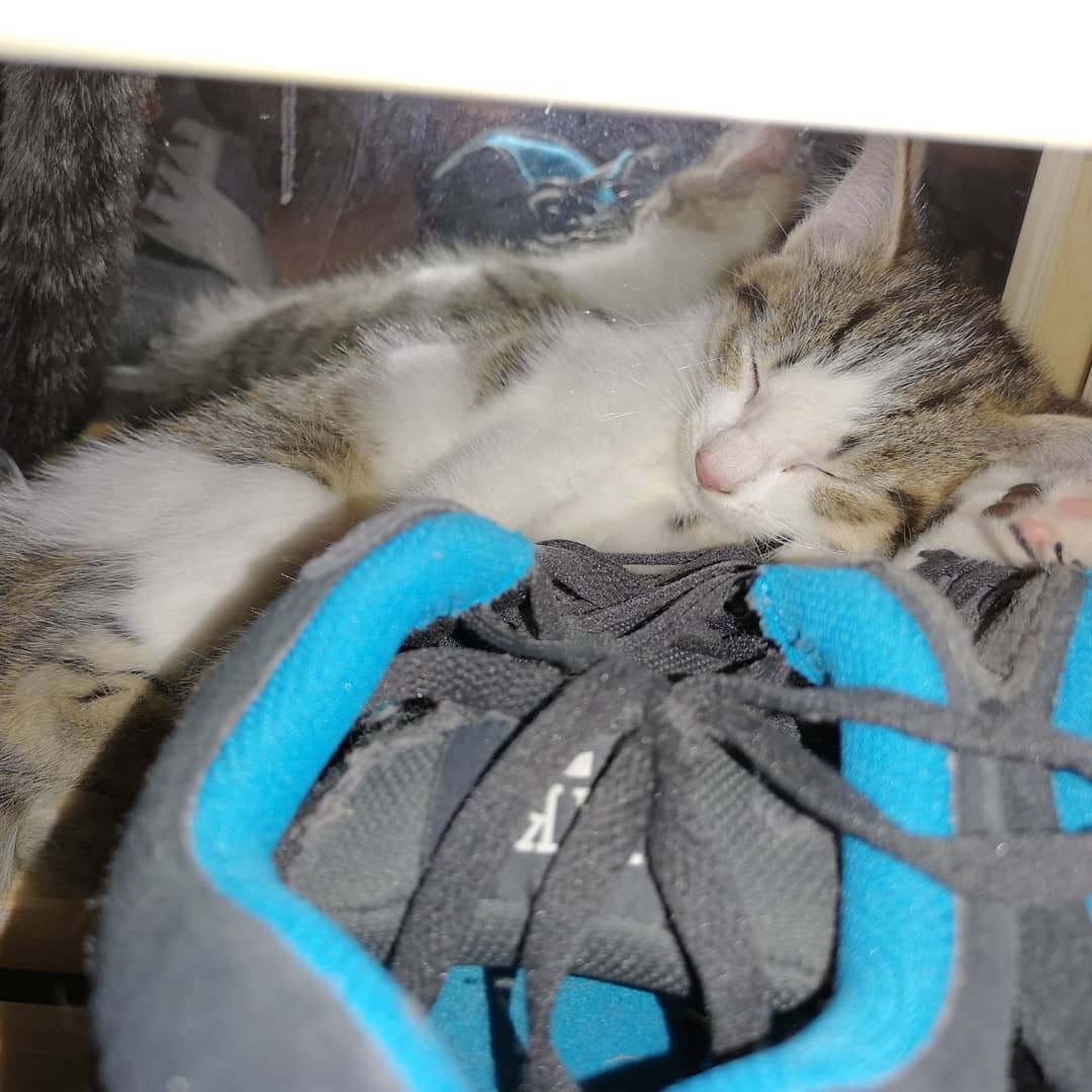 mumpischluff's tweet photo. Unsere neuen Mitbewohner: Jessie &amp; James ♥️ https://t.co/kLJdDcpUqx