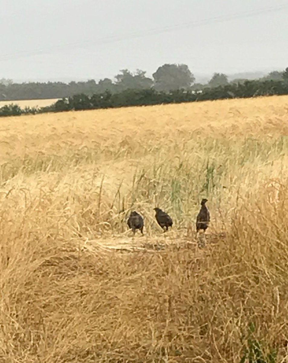Covey of 9 English partridge - love it!!
Our monitored target species are increasing under conservation Ag. 👍