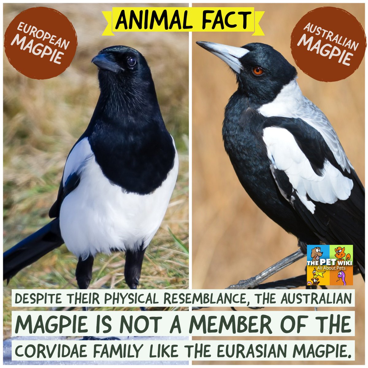 ThePetWiki's tweet photo. Animal Fact of the Day: Despite their physical resemblance, the Australian magpie and the Eurasian magpie are not closely related.  While the Australian magpie belongs to the Artamidae family, the  Eurasian magpie is a member of the Corvidae family. https://t.co/nZ8C6ijrfV https://t.co/6lTbPposLy