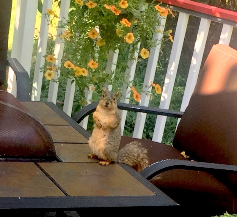 AliceDreger's tweet photo. The mate: "I offered Peanut a peach pit, but it turns out it wasn't Peanut, and this squirrel freaked out at the offer."
Me: "She was probably told by her mother not to take peach pits from strange men."
Strange Men with Peach Pits: #GoodBandNameBadFirstDate
cc @hakique https://t.co/RSnBPO7TTw