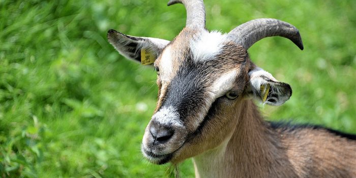 Puur uit Altena: een bijzondere samenwerking tussen boer en natuur - altenaactueel.nl/index.php/2018…
