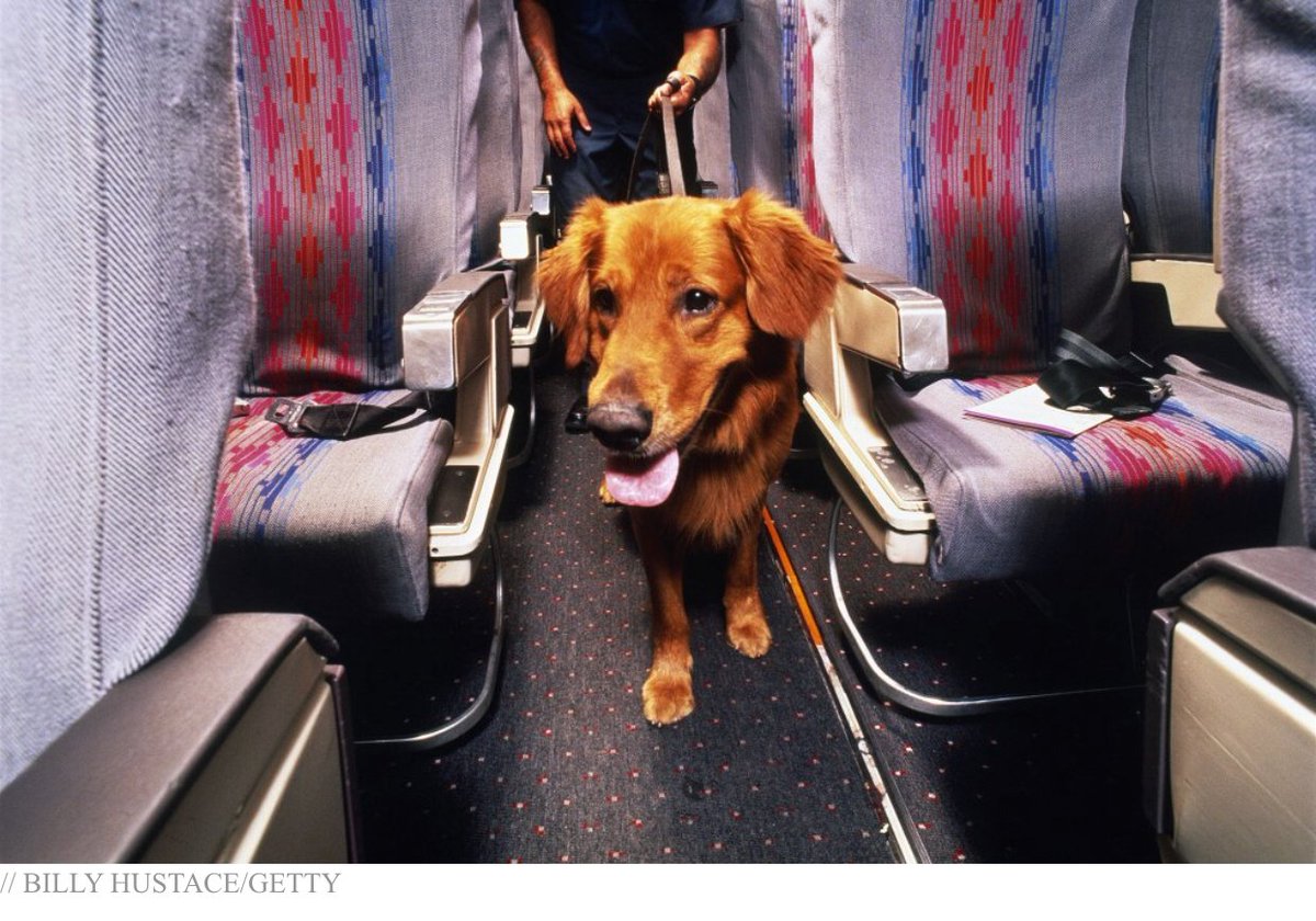 DEEBOT_LIFE's tweet photo. Avoid Dog Travel Drama, Here's How to Prepare Your Pet for a Flight https://t.co/6djg02AP6m via @people #lifehacks #PetTravelTips #Deebotlife #moretime https://t.co/FsYXxwsDgr