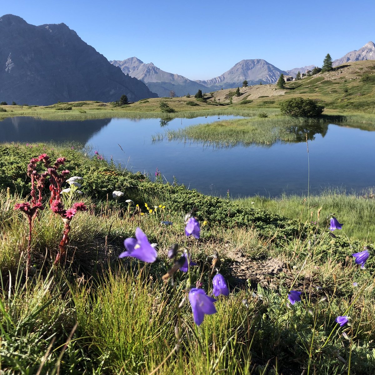 FabriGiorio's tweet photo. Ambiente umido alpino @montgenevre #lacdessarrailles #espacetrailmontgenevre #oggiilcieloeblutrail #leplusbeaucieldefrance https://t.co/LXVZ7QzDYb