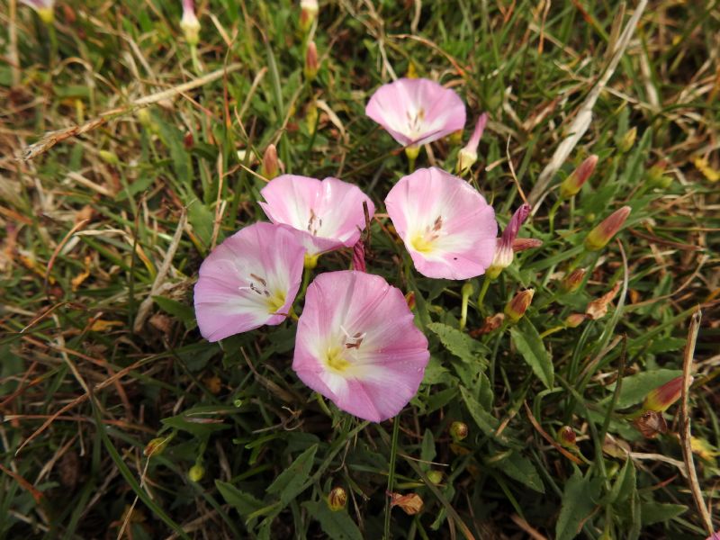 Field Bindweed (Convolvulus arvensis) possibly var. linearifolius because of leaves being narrower Also known as lesser bindweed  European bindweed, perennial morning glory and small-flowered morning glory
#wildflowerhour