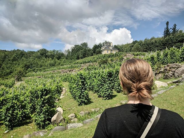 RALeidner's tweet image. Celia looking at stuff, at a vineyard! ift.tt/2K5YveS