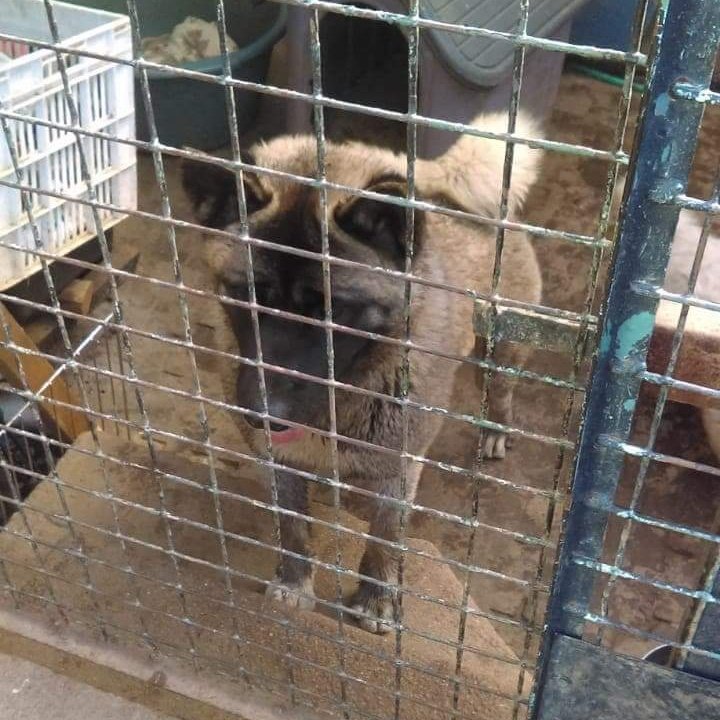 AnimalParaiso's tweet photo. Se busca a su familia, se encontraron dos perritas raza akita en Miraflores Alto, #Viña (sector del supermercado Líder). Contacto y más información al teléfono +56999099508. https://t.co/5GFoVsW9ck