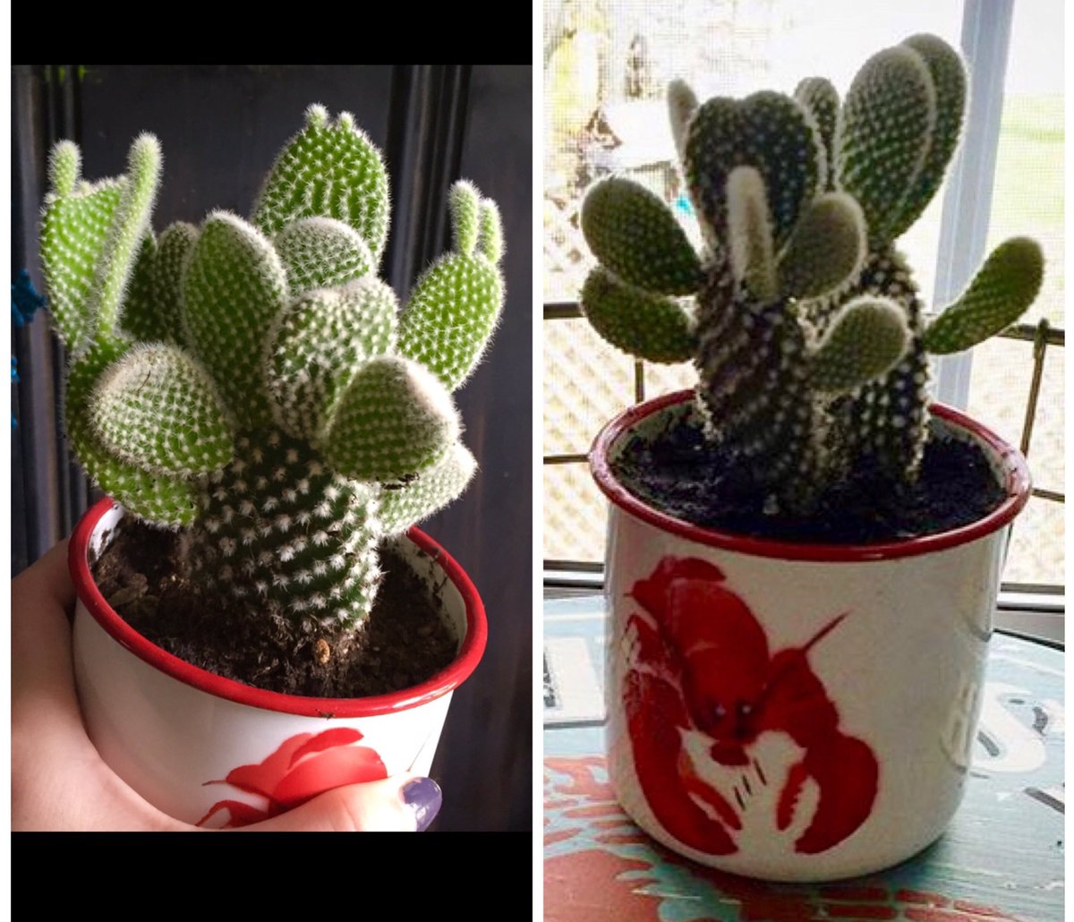 Julobster's tweet photo. My babies growin ! Itโs not the same exact angle but you can see all the beans on top ๐ #cactus #cactusgrowing https://t.co/mkG8GB67xY