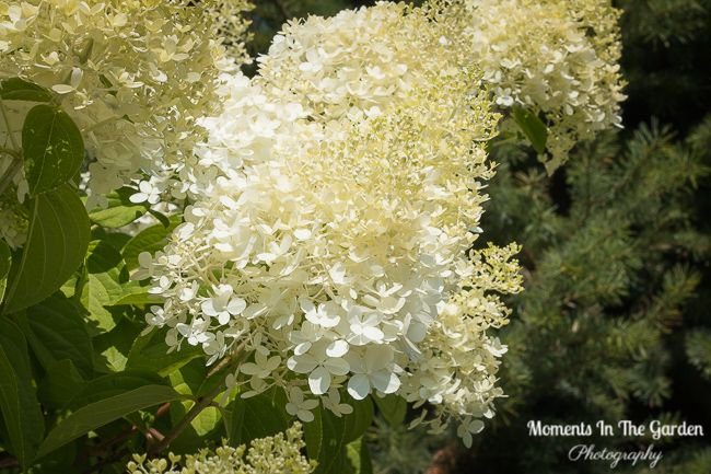 MomentsintheG's tweet photo. After being away for a while so happy to see my hydrangea paniculata in bloom.  These blooms will last until late fall.  #hydrangeapaniculata #featureshrub #whiteblooms #momentsinthegardenphotography https://t.co/DrEoP0kjuD