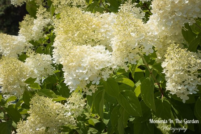 MomentsintheG's tweet photo. After being away for a while so happy to see my hydrangea paniculata in bloom.  These blooms will last until late fall.  #hydrangeapaniculata #featureshrub #whiteblooms #momentsinthegardenphotography https://t.co/DrEoP0kjuD