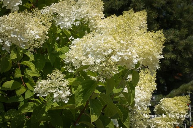 MomentsintheG's tweet photo. After being away for a while so happy to see my hydrangea paniculata in bloom.  These blooms will last until late fall.  #hydrangeapaniculata #featureshrub #whiteblooms #momentsinthegardenphotography https://t.co/DrEoP0kjuD