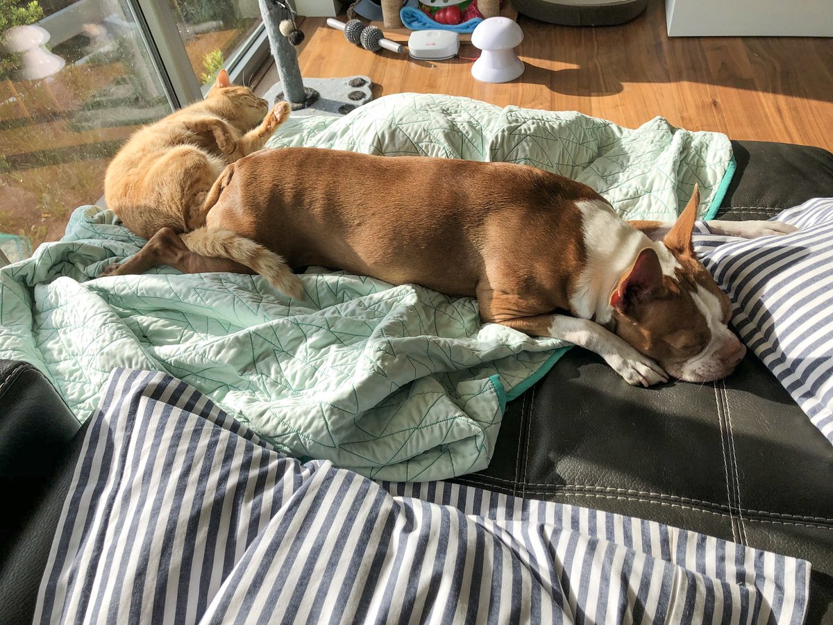 Welcome to the Greenbaum household, where cats and dogs live in perfect harmony. 🐶😻❤️