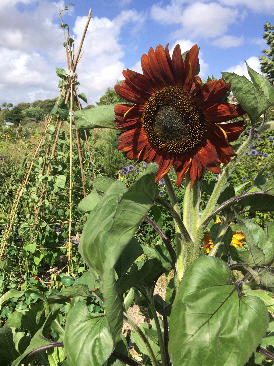 I'm currently working on a new body of work informed by the pollinators I can attract to my Brighton allotment.. I'm growing lots from seed and have encountered many bees and flower visitors. Follow my progress @ instagram.com/penelope_kenny/