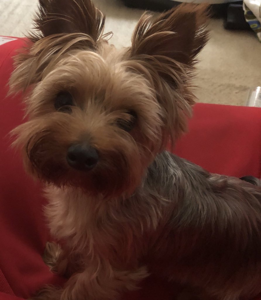 6IKSmlOoKxjiFvD's tweet photo. [拡散希望]
迷い犬を探してます。
埼玉県です。
ヨークシャテリアで前の歯がちょっと出ているのが特徴です。
よろしくお願い致します。
#迷い犬
#迷子犬
#犬
#埼玉県
#久喜市 https://t.co/WvRW9gjflx