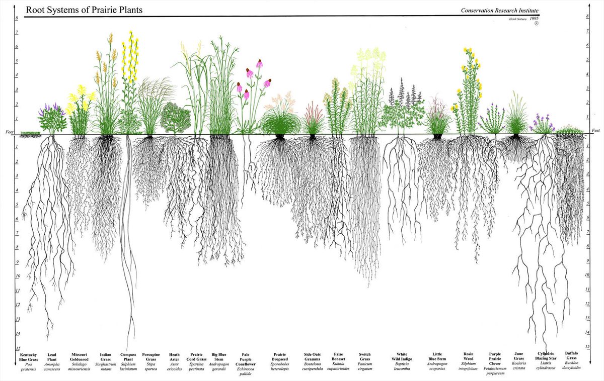 DanielKinka's tweet photo. One square yard of prairie soil may contain 20 linear miles of roots and root hairs! #prairiefacts https://t.co/90x7RX0NEQ
