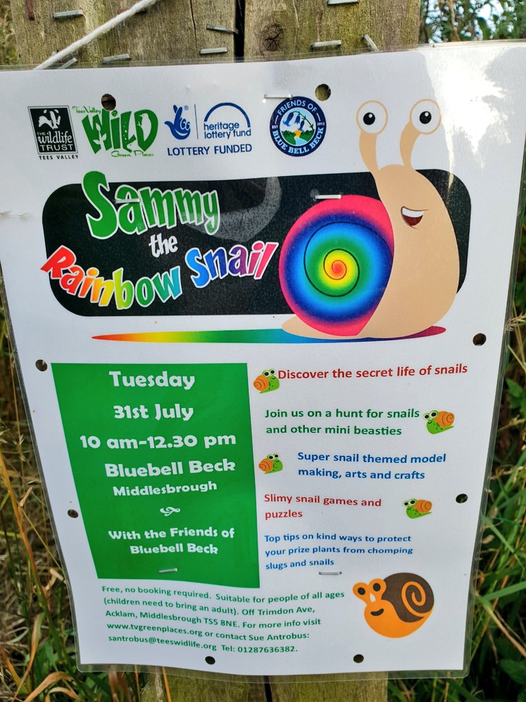 GreenstuffMbro's tweet image. Family Event: Sammy the Rainbow Snail - Join the Friends of Bluebell Beck on Tuesday 31st July at #BluebellBeck, #Acklam #Middlesbrough 10am to 12.30pm and discover the secret life of snails and much more. See link for more info #StayWild 🐌 tvgreenplaces.co.uk/events/event/s…