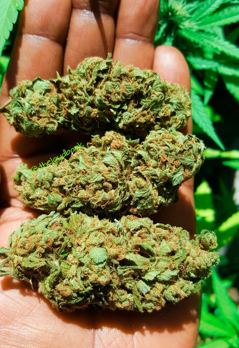 TheLoudBank's tweet photo. Enjoy your day #stonernation.
#medicator #bluntsmokers #pipesmokers #dabbers
#iamcannabis🌿🌿🌿
#staylifted🚀🚀🚀 https://t.co/wvz1B8O68e