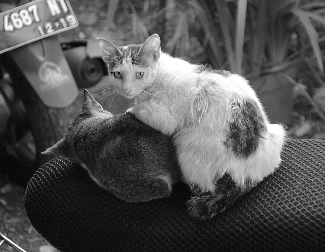 ngopotdotcom's tweet image. What are you looking at, human? #cat #2color #blackwhite #bw gestyy.com/wKtNK0