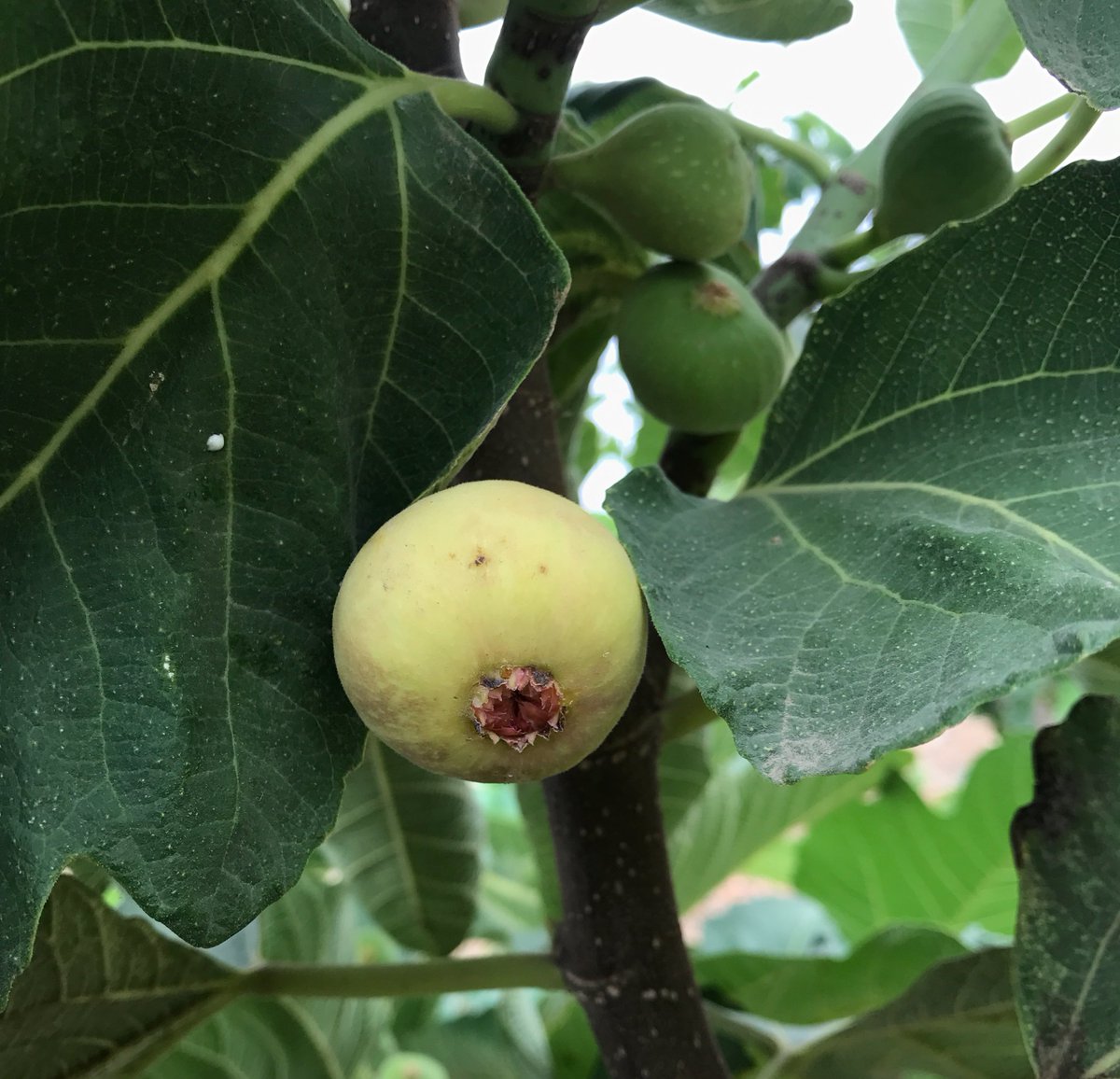 सब्र के फल सीरीज़ में ये अगली कड़ी  #First  #Figs  #AtFarm