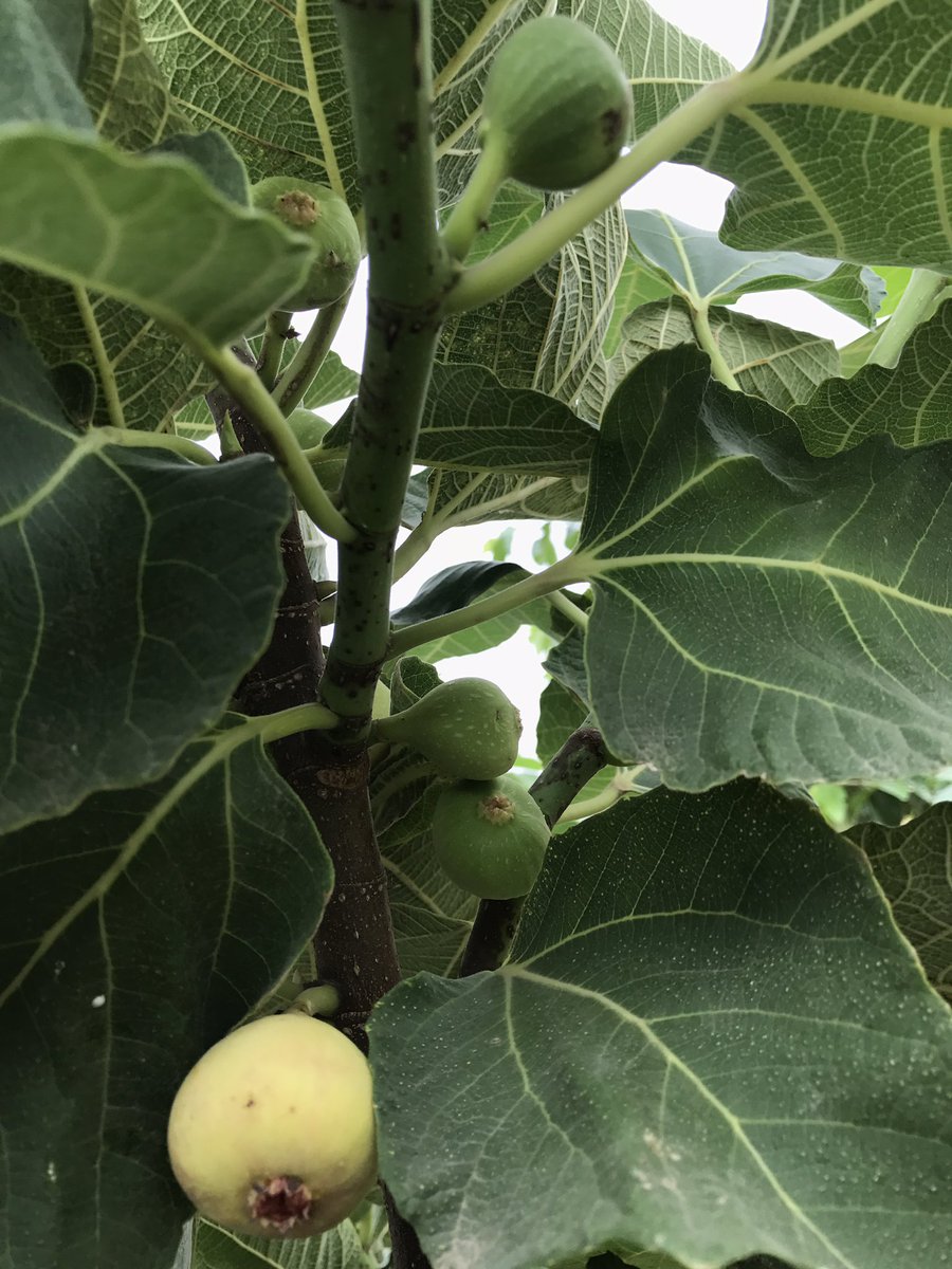 सब्र के फल सीरीज़ में ये अगली कड़ी  #First  #Figs  #AtFarm