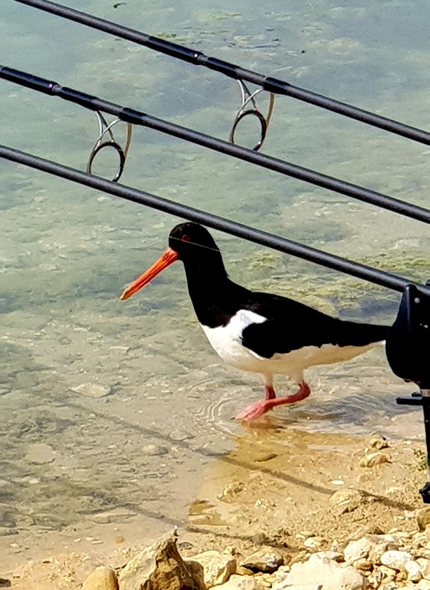 #oystercatcher #bernershall