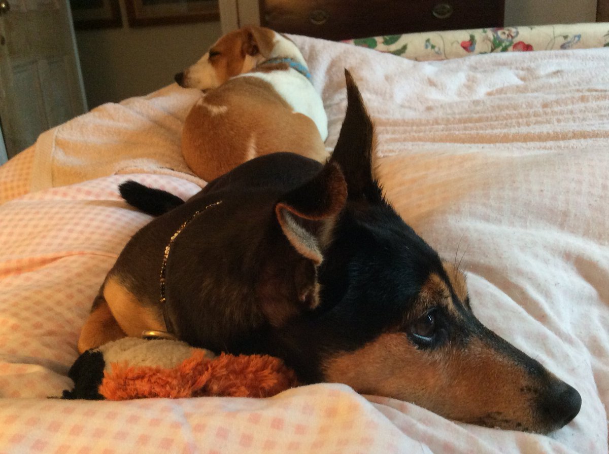 spottedlurcher's tweet photo. Until one has loved an animal , a part of one’s soul remains unawakened
Quote by the. French Poet Anatole France
#SundayFeeling #cryptocrat #dogs https://t.co/exvuVz0WR9