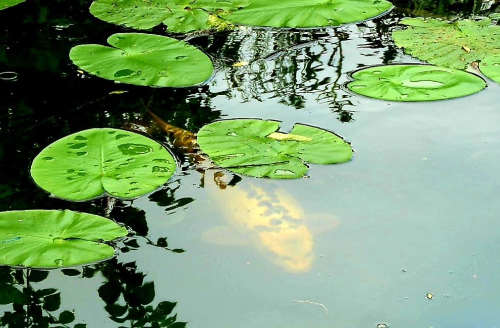 35lb Goastie #Lecarrier