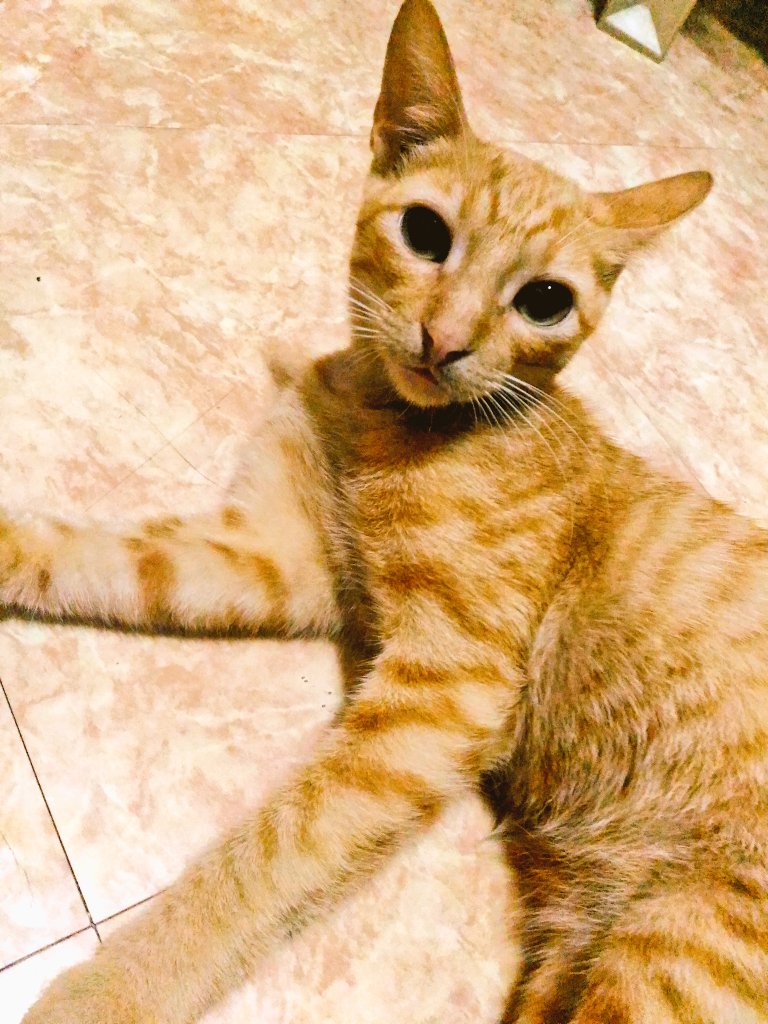 Tiger is in the house
#cats #ilovecats #pets