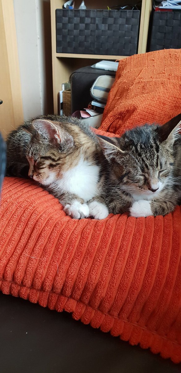 Sunday afternoon snooze