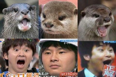 はるちゃん A Twitteren みすさんてカワウソ顔だよねー って言われたんだけど ん カワウソに似てるという事は若林顔って事 ºdº えっ あたし若林に似てるの