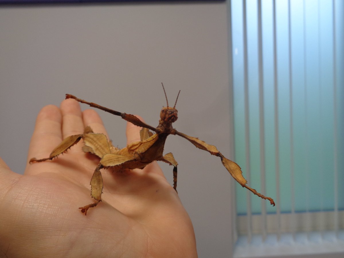 Hellingly_OT tweet media