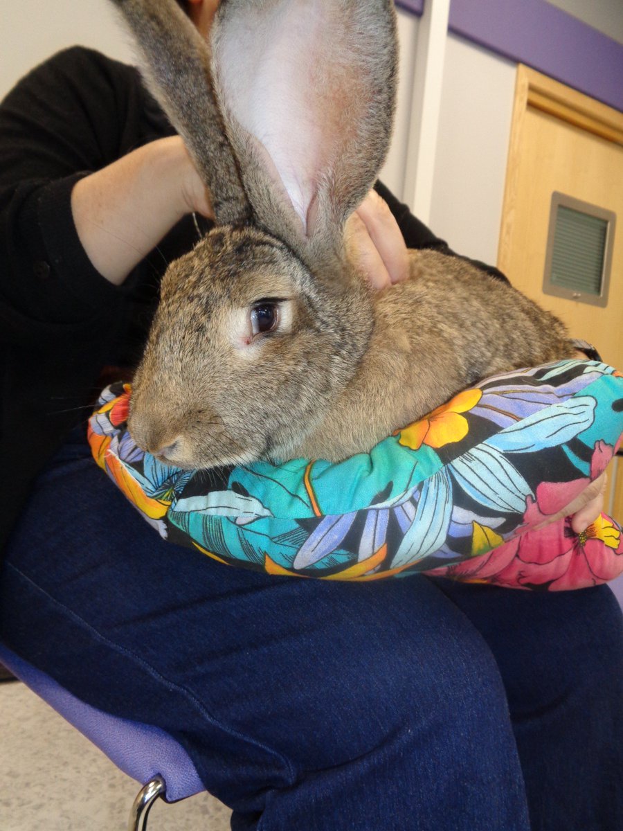 Another popular Sunday Animal School session, with 14 patients enjoying the animals and learning all about how to care for them. #animalschool #Occupationaltherapy #meaningfulactvities <a href="/Anita_Lambert17/">Anita Lambert</a> <a href="/saint_sussex/">Sussex Saint</a> @GedpattisonGed <a href="/HellinglyCentre/">SPFT_HellinglyCentre</a>