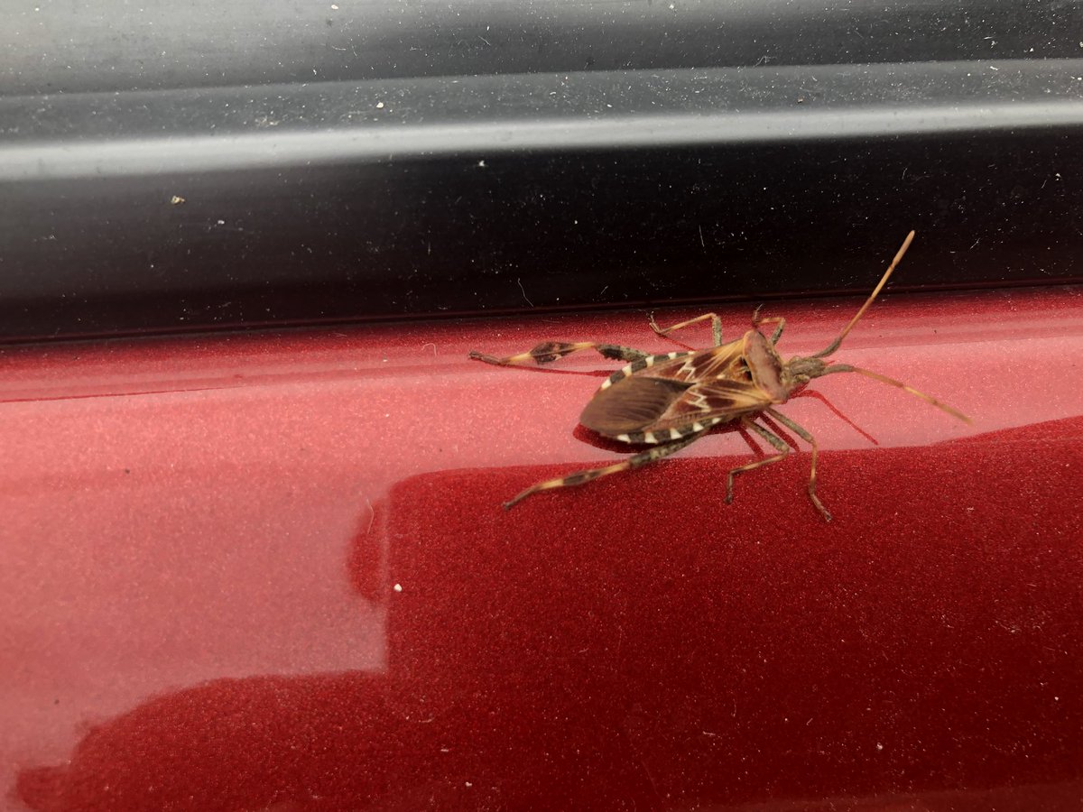 #durftevragen#kever#tor
#Watisdit