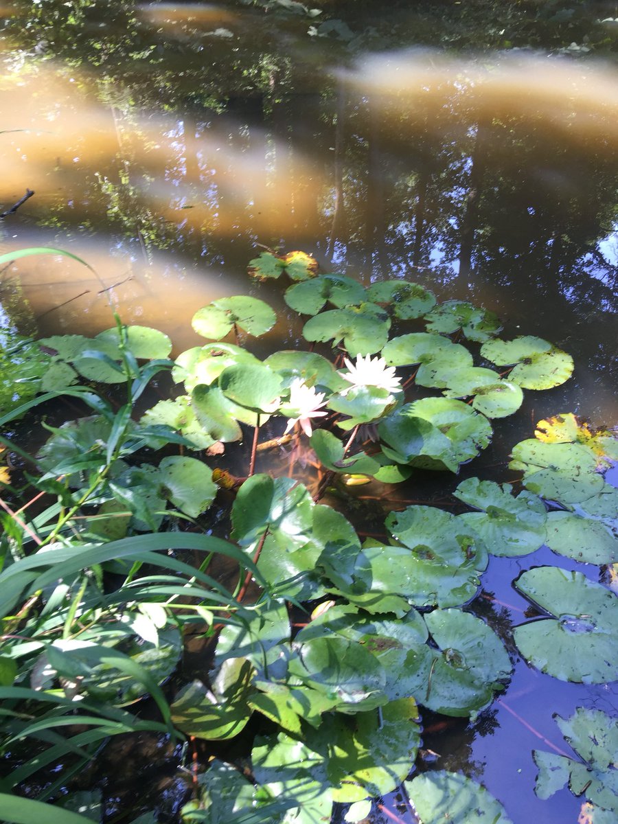 jeffreyrossdc's tweet photo. My prize water Lilly at Springdale Pond. #dcgardens https://t.co/IaSdwL9Ydh