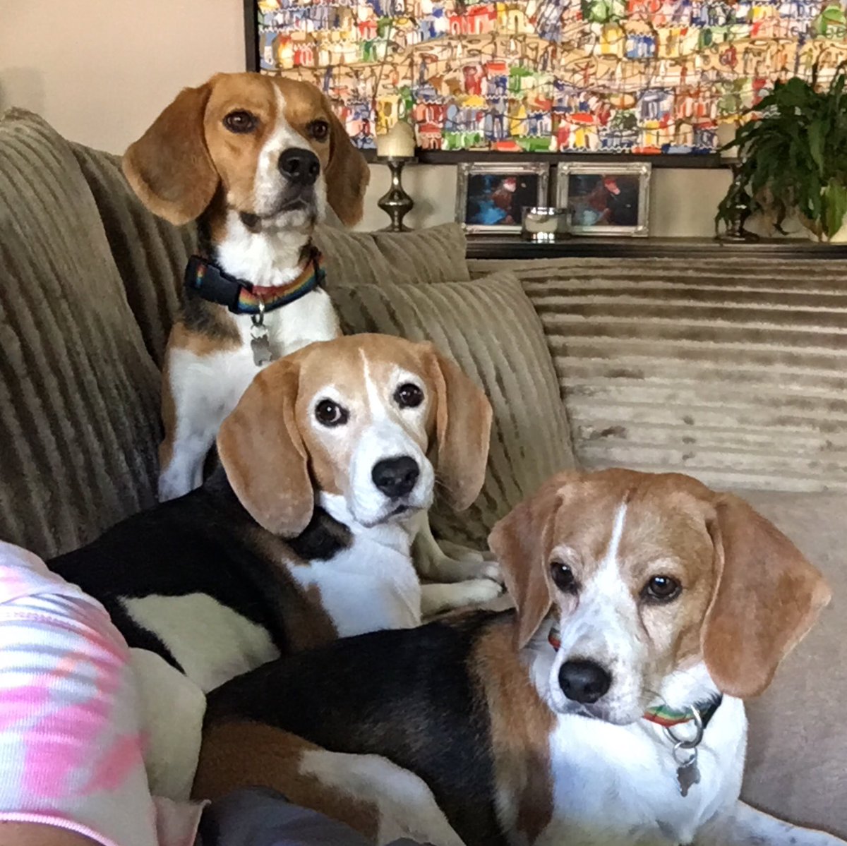 _poppycoffee_'s tweet image. We’re all looking well cute 👌