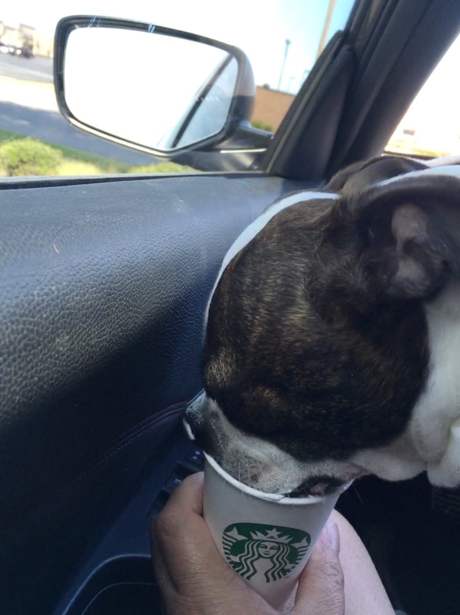 Thank you <a href="/Starbucks/">Starbucks</a> for the puppuccinos. They hit the spot 😋. #bostonterrier #starbucks