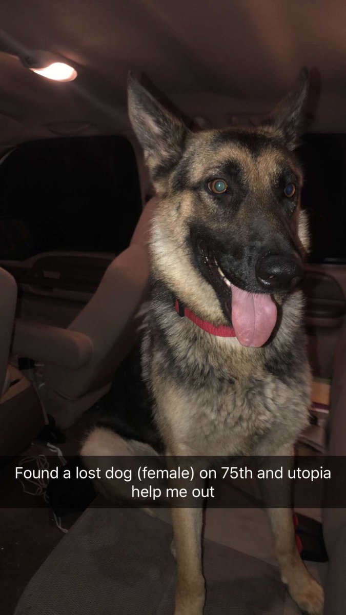 Twitter do you thang and help us find this cuties family!!!! My little brother found her last night &amp; she has no tags but she’s well behaved so someone is definitely missing her 😭❤️