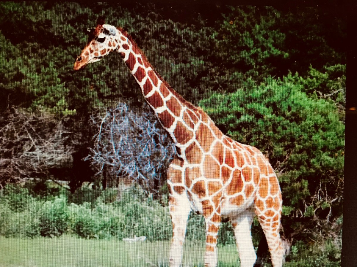 Giraffe; World's tallest animal is at risk of extinction after suffering about 40% decline in numbers in the last 30 years. According to The Guardian there are approx 97,500 and in 1985 about 157,000 Experiencing habitat loss &amp; poaching for their tails and more