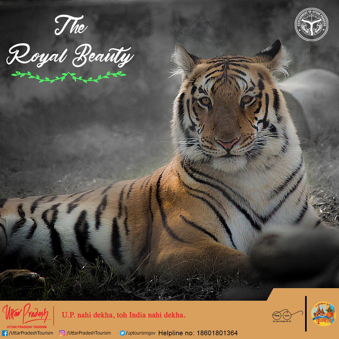 uptourismgov's tweet photo. This #WorldTigerDay let us welcome the pride of India - Bengal Tiger and pledge to spread awareness on the importance of saving Tigers.   Sanctuaries in UP still have very few of these left. #VisitUP #UpTourism #UpNahiDekhaTohIndiaNahiDekha #TourUp

Pic Location: #Kanpur Zoo https://t.co/6MH4VkIDb3
