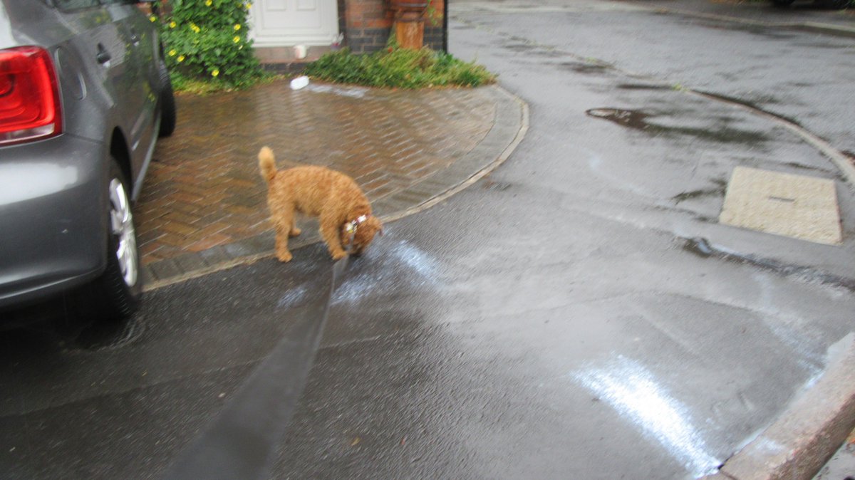 Great. Stopped at shop.  Bought some milk. Put it on back seat of car. Dog bit a hole in it.  Car's going to stink for ages!