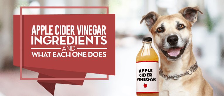 KittenPetLover's tweet photo. 10 Surprising Usages of Apple Cider Vinegar for Dogs https://t.co/DmnikwvM3X https://t.co/LOrG7zUbUr