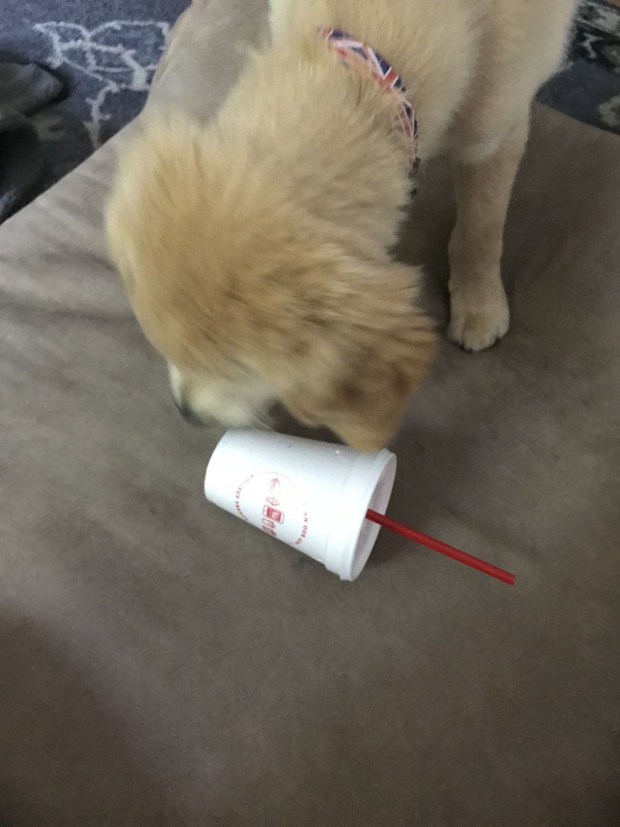PuppyLondonIV's tweet photo. Todayโs Trouble: I have learned it is very fun to take things out of the trash๐๐พbring them to human. They get very animated about that too ๐คIDK why. Iโm just trying to help. I see #RyleeInService putting things IN the trash so IDK why I canโt take them out? #PuppyLondon ๐ https://t.co/FsdskNBFhK