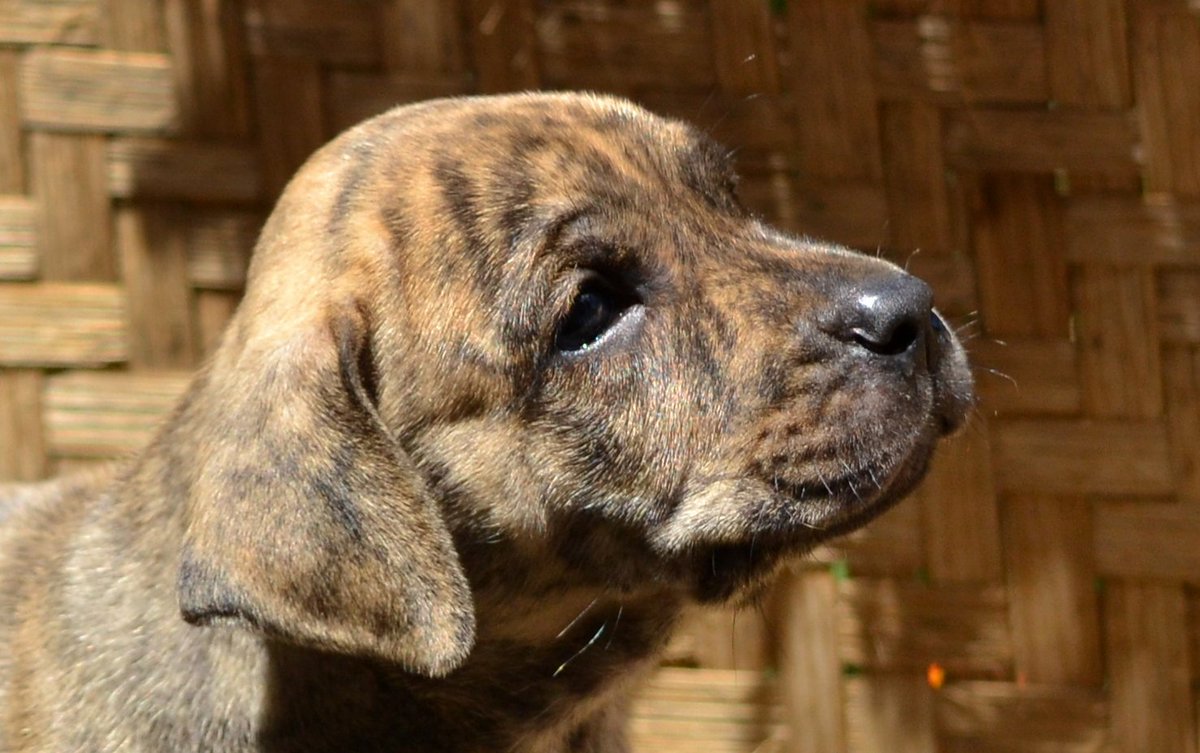 Contabilidad Con otras bandas niña Razas de Perros on Twitter: "Raza: Perro cimarrón uruguayo Origen: Uruguay Vida: 12 - 14 años. Peso: 38 a 45 Kg. Tamaño: Grande. Carácter: Energético, protector, dócil, astuto, guardián, cariñoso. https://t.co/dA20zt4tj8" / Twitter Contabilidad Con otras bandas niña Razas de Perros on Twitter: "Raza: Perro cimarrón uruguayo Origen: Uruguay Vida: 12 - 14 años. Peso: 38 a 45 Kg. Tamaño: Grande. Carácter: Energético, protector, dócil, astuto, guardián, cariñoso. https://t.co/dA20zt4tj8" / Twitter