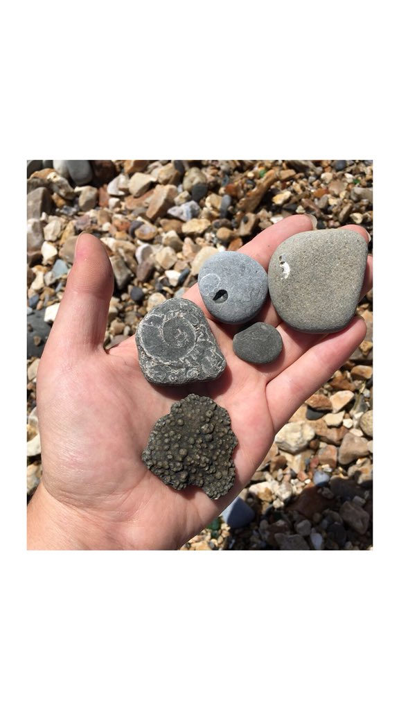 Francescalevey's tweet image. Had so much fun yesterday. We went fossil hunting on Charmouth beach for Stacey’s birthday. Although we didn’t discover any new species, I fully embraced my inner 6 year old, scrabbling around in the pebbles. #fossilhunt