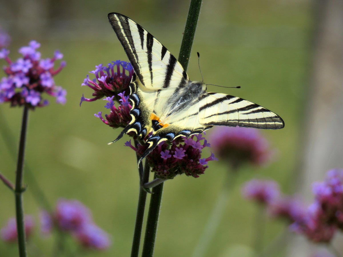HeliNukki's tweet photo. Lucky me. Met some beautiful #butterflies
#FrenchAlps #alpinemeadow
#Iphiclidespodalirius
#Purjeperhonen #alppiniitty
#luonto #nature
#canonsummer #canonkesä
#perhoskesä #pölyttäjät https://t.co/EvFu3uFKy6