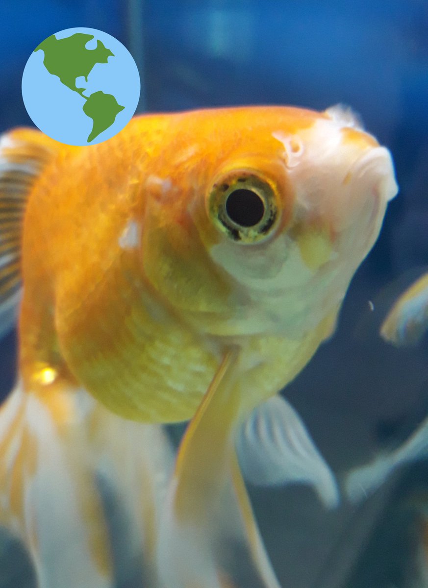 MarceloCOlivier's tweet image. #ismcode #ispscode clean seas is a right! #cleanseas #pollution