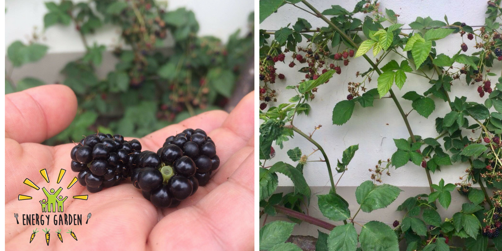 EnergyGardenLDN's tweet photo. Blackberries do so much more than make delicious pies! They provide food for local birds and increase biodiversity by creating habitats. The bramble also helps our friends at @TfL by stopping leaves from clogging the tracks! #ChangingStations #TransformForLondon https://t.co/fWxrRSQ8UU
