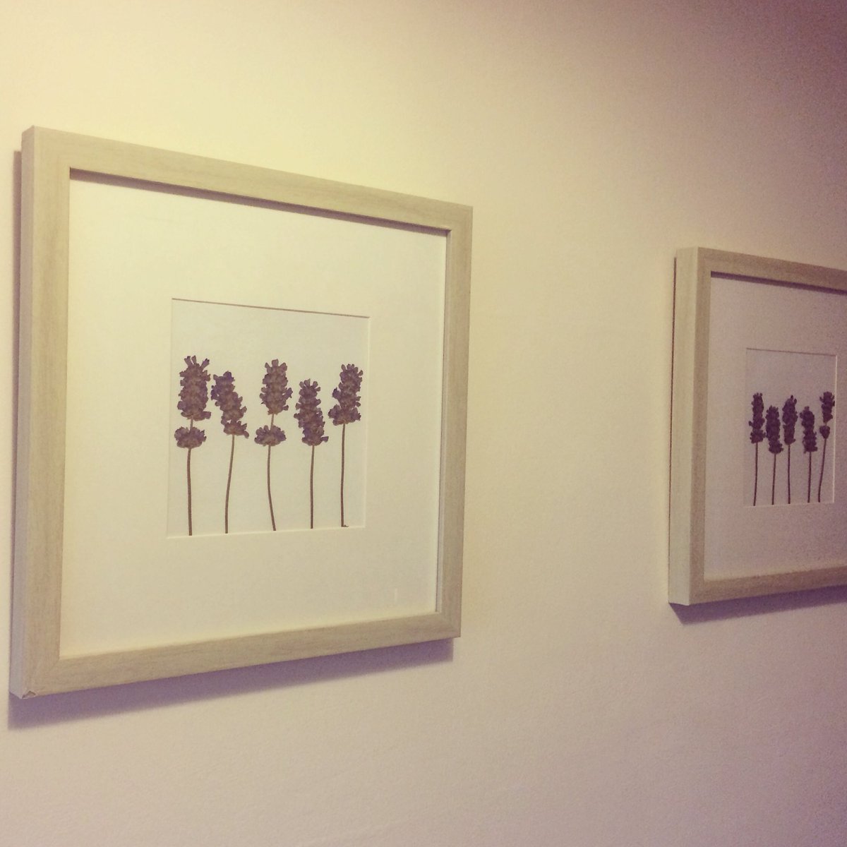 InteriorsWright's tweet photo. So today I made some wall art for my hallway... using my flower press I’ve had since I was little I pressed some English lavender stems from our garden. I wasn’t sure how they would come out but I think they look great in these frames.  @NorfolkLavender https://t.co/kKDKa5SMX8