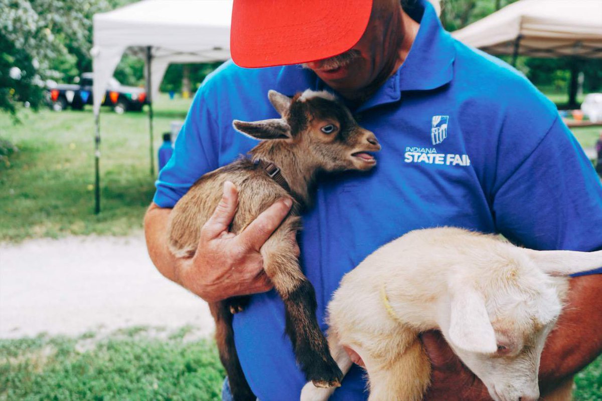SlowFoodIndy's tweet image. Shout out to @caprinicreamery for bringing the baby goats to the @GirlsRockIndy fundraiser today! 
#slowfoodmovement #girlsrock #goats #indy #broadripplepark